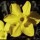 'Trevithian' is a clump-forming bulbous perennial with strap-shaped leaves.  In spring, it bears clusters of sweetly scented flowers with pale lemon petals and darker yellow cups. Narcissus 'Trevithian' added by Shoot)