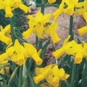'Jumblie' is a clump-forming bulbous perennial with strap-shaped leaves and clusters of yellow flowers that have reflexed petals in spring. Narcissus 'Jumblie' added by Shoot)