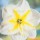 'Lemon Beauty' is a clump-forming bulbous perennial with strap-shaped leaves.  In spring, its scented flowers have rounded white petals and yellow and white divided cups. Narcissus 'Lemon Beauty' added by Shoot)