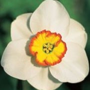 'Merlin' is a clump-forming bulbous perennial with strap-shaped leaves.  In spring, its scented flowers have rounded white petals and small yellow cups edged red. Narcissus 'Merlin' added by Shoot)