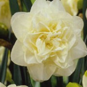 'Obdam' is a clump-forming bulbous perennial with strap-shaped leaves and scented, rosette-shaped double creamy-white flowers in spring. Narcissus 'Obdam' added by Shoot)