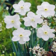 'Polar Ice' is a clump-forming bulbous perennial with strap-shaped leaves and pure white flowers with small cups in spring. Narcissus 'Polar Ice' added by Shoot)