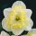 'Printal' is a clump-forming bulbous perennial with strap-shaped leaves.  In spring its flowers have white petals and a frilly segmented cup. Narcissus 'Printal' added by Shoot)
