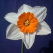 'Professor Einstein' is a clumpf-forming bulbous perennial with strap-shaped leaves.  In spring, its flowers have white petals and orange-red cups. Narcissus 'Professor Einstein'  added by Shoot)