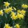 'Lobularis' is a clump-forming bulbous perennial with strap-shaped leaves.  In spring, its flowers have pale-yellow petals and a long golden trumpets. Narcissus pseudonarcissus 'Lobularis' added by Shoot)