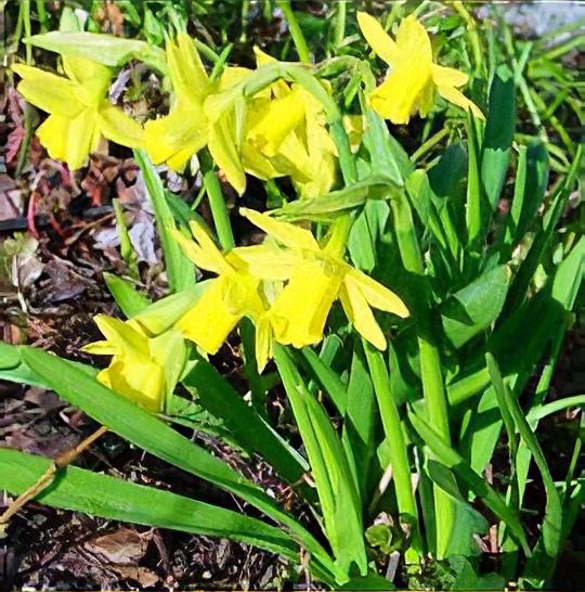 Narcissus pumilus