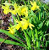 Narcissus pumilus