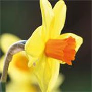 'Red Devon' is a clump-forming bulbous perennial with strap-shaped leaves.  In spring, its flowers have yellow petals and a short flared orange cup. Narcissus 'Red Devon' added by Shoot)