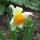 'Sempre Avanti' is a clump-forming bulbous perennial with strap-shaped leaves.  In spring, its flowers have creamy white petals and flared orang cups. Narcissus 'Sempre Avanti' added by Shoot)