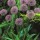 'Mars' is a bulbous perennial with strap-shaped leaves and spherical heads of reddish-purple flowers on tall upright stems in early summer. Allium 'Mars' added by Shoot)