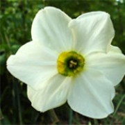 'Sinopel' is a clump-forming bulbous perennial with strap-shaped leaves.  In spring, its fragrant flowers have cream petals and small green-flushed cups edged gold. Narcissus 'Sinopel' added by Shoot)