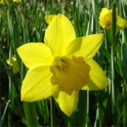 'St. Keverne' is a clump-forming bulbous perennial with strap-shaped leaves and golden flowers with large trumpets in spring. Narcissus 'St. Keverne' added by Shoot)