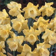 'St. Patrick's Day' is a clump-forming bulbous perennial with strap-shaped leaves.  In spring, its flowers have lemon yellow petals and large paler yellow cups. Narcissus 'St. Patrick's Day' added by Shoot)