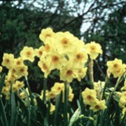 'Scarlet Gem' is a clump-forming bulbous perennial with strap-shaped leaves.  In spring, it bears clusters of small fragrant flowers with pale yellow overlapping petals and small deep-orange cups. Narcissus 'Scarlet Gem' added by Shoot)