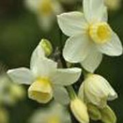 'Silver Chimes' is a clump-forming bulbous perennial with strap-shaped leaves.  In spring, it bears clusters of small fragrant flowers with white petals and small pale yellow cups. Narcissus 'Silver Chimes' added by Shoot)