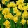 'Yellow Cheerfulness' is a clump-forming bulbous perennial with strap-shaped leaves and clusters of fragrant, double, golden-yellow flowers in spring. Narcissus 'Yellow Cheerfulness' added by Shoot)
