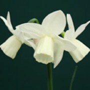 'Ice Wings' is a clump-forming bulbous perennial with strap-shaped leaves and clusters of fragrant, ivory flowers with slightly reflexed petals in spring. Narcissus 'Ice Wings' added by Shoot)