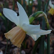 'Katie Heath' is a clump-forming bulbous perennial with strap-shaped leaves.  In spring, it bears clusters of flowers with white petals and peach cups. Narcissus 'Katie Heath'  added by Shoot)