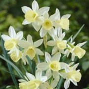 'Lemon Drops' is a clump-forming bulbous perennial with strap-shaped leaves.  In spring, it bears clusters of flowers with white petals and pale yellow cups. Narcissus 'Lemon Drops'  added by Shoot)