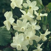 'Petrel' is a clump-forming bulbous perennial with strap-shaped leaves and clusters of small white fragrant flowers in spring. Narcissus 'Petrel'  added by Shoot)