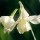 'Tresamble' is a clump-forming bulbous perennial with strap-shaped leaves.  In spring, it bears clusters of fragrant flowers with white petals and cream cups. Narcissus 'Tresamble' added by Shoot)