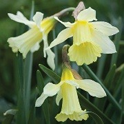  (01/11/2017) Narcissus 'W.P. Milner' added by Shoot)