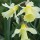  (01/11/2017) Narcissus 'W.P. Milner' added by Shoot)