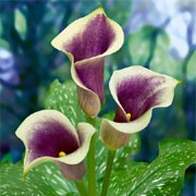 'Picasso' is a semi-evergreen, herbaceous perennial grown in water or boggy conditions. Large, satiny purple-white spathes held singly on tall stems above broad, glossy, spotted foliage. Zantedeschia 'Picasso' added by Shoot)