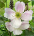 Clematis 'Giant Star'