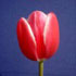Tulipa 'Lustige Witwe'