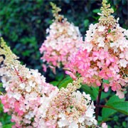 'Pinky Winky' is a vigorous, deciduous shrub with ovate, glossy, dark-green leaves. From late summer into autumn it bears conical panicles of creamy-white flowers which become deep-pink with age. Hydrangea paniculata 'Pinky Winky' added by Shoot)