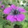 'Sandrine' is a herbaceous perennial with yellowish-green leaves and black-eyed, magenta-purple flowers in summer and autumn. Geranium 'Sandrine'  added by Shoot)