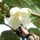 Schisandra grandiflora added by Shoot)