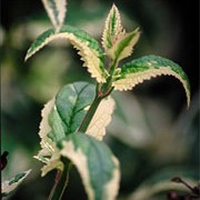 'Variegata' is a vigorous clumping perennial with variegated foliage and small, insignificant brown flowers. Scrophularia auriculata 'Variegata' added by Shoot)