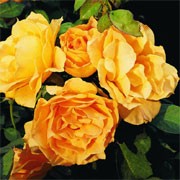 'Easy Going' is an upright, deciduous shrub. It is a floribunda variety rose with dark green, glossy leaves and clusters of apricot blend flowers in summer. Rosa 'Easy Going' added by Shoot)