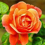 'Fellowship' is an upright, deciduous shrub. It is a floribunda variety rose with dark green, glossy leaves and clusters of apricot-orange flowers in summer. Rosa 'Fellowship' added by Shoot)