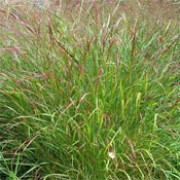 'Hanse Herms' is a dense, upright grass with green leaves that turn yellow in autumn. It has red-purple flower plumes and seed heads from summer to early winter. Panicum virgatum 'Hanse Herms' added by Shoot)
