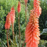 'Timothy' is a clump-forming, deciduous perennial with linear, grass-like leaves and, in late summer to early autumn, upright spikes of red flowers opening from orange-red buds. Kniphofia 'Timothy' added by Shoot)