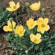 'Pacino' is is an herbaceous perennial with grey-green, hairy leaves and stems. In summer, it has yellow, papery flowers that open from rounded buds arranged along its upright stems. Papaver miyabeanum 'Pacino' added by Shoot)