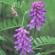 Vicia cracca added by Shoot)