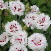 'Lady Madonna' is a dwarf perennial with double, white, fringed flowers and a red eye in summer. Dianthus 'Lady Madonna' added by Shoot)