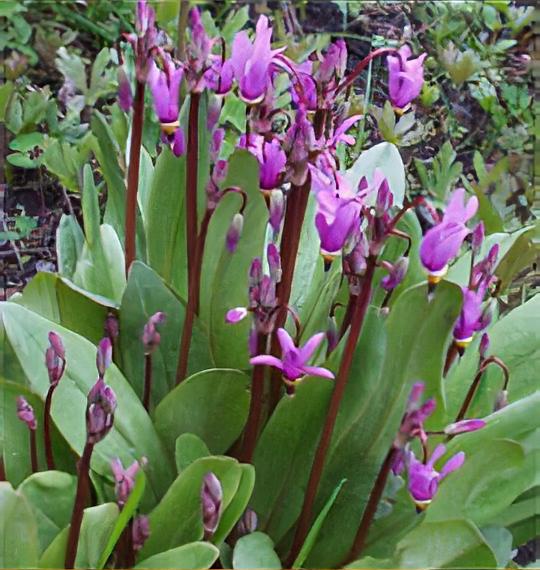 Dodecatheon pulchellum 'Red Wings' 