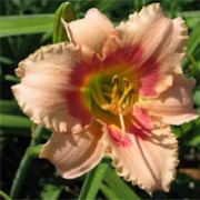 'Sweet Sugar Candy' is a clump-forming, evergreen perennial with narrow, strap-like, mid-green leaves and, in late spring and midsummer, erect stems bearing large, pink flowers with darker pink eyes, ruffled edges and yellow throats. Hemerocallis 'Sweet Sugar Candy' added by Shoot)