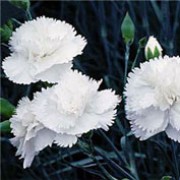 'Haytor White' are low growing perennials with masses of fringed, scented pure white flowers in summer. Dianthus 'Haytor White' added by Shoot)