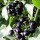 Solanum nigrum added by Shoot)
