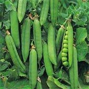 'Rondo' is a perennial climbing legume, often grown as an annual, forming small white flowers followed by long, broad, green pods. This variety is double-podded and crops well. Pisum sativum 'Rondo' added by Shoot)