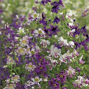 'Angel Wings' is a tender, bushy annual with dainty, fern-like foliage and butterfly-like formed lilac, purple and white flowers. Schizanthus pinnatus 'Angel Wings' added by Shoot)