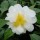 'Silver Anniversary' is a vigorous, upright, evergreen shrub with glossy, dark green leaves and white, semi-double flowers with yellow centres blooming in late winter and early spring. Camellia japonica 'Silver Anniversary' added by Shoot)