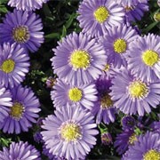 'Sapphire' forms a compact of narrow leaves and clusters of lilac-blue flowers. Disease resistant foliage. Aster dumosus 'Sapphire' added by Shoot)