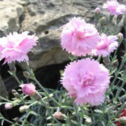 'Rachel' is a small cushion-forming perennial with linear, grey-green evergreen leaves and large, double, pink flowers in late spring through autumn. Dianthus 'Rachel' added by Shoot)
